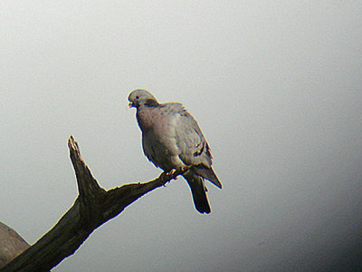 STOCK DOVE . MATFORD POOL . EXETER . DEVON . 6 . 4 . 2007