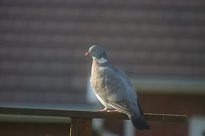 WOOD PIGEON . THE GARDEN . TOPSHAM . DEVON . 6 . 3 . 2011