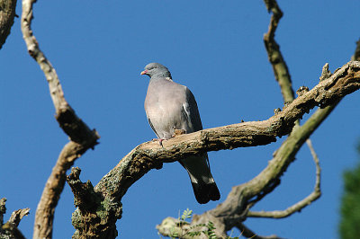WOOD PIGEON . TOPSHAM CEMETERY . DEVON . 19 . 10 . 2013