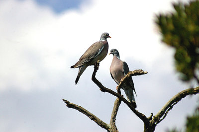 WOOD PIGEON . TOPSHAM CEMETERY . DEVON . 26 . 8 . 2013