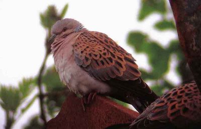  TURTLE DOVE . NR SPLATFORD . DEVON . 11 / 5 / 2002