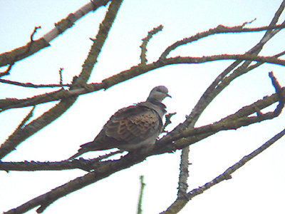 TURTLE DOVE . Nr SPLATFORD . DEVON . 24 . 5 . 2008