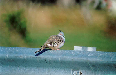 CRESTED PIGEON . BARGARA LAKES . QUEENSLAND . AUSTRALIA . 31 . 5 . 2000