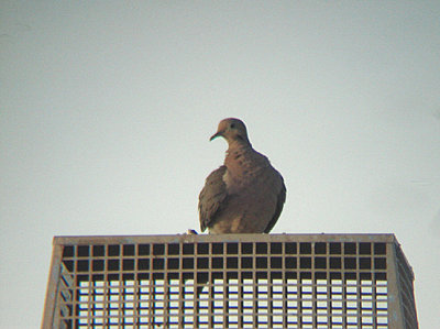 MOURNING DOVE . LA QUINTA . CALIFORNIA . USA . 16 . 7 . 2009