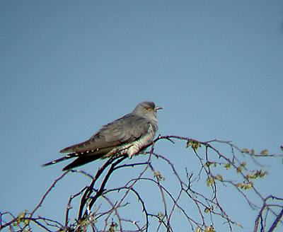 CUCKOO , HAWKERLAND COMMON , DEVON , 20 / 4 / 2009.