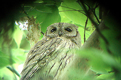 Pallid Scops-Owl . Otus brucei