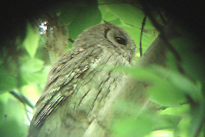 PALLID SCOPS OWL . BIRECIK .TURKEY . 11 / 5 / 2007