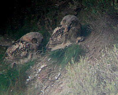 EAGLE OWL ( CHICKS ) . DUNSOP BRIDGE . LANCASHIRE . 11 . 6 . 2007