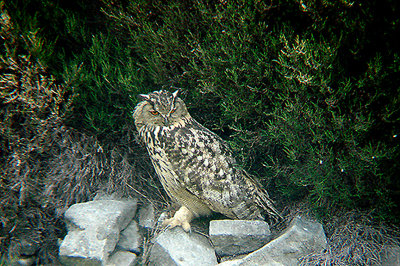 EAGLE OWL . DUNSOP BRIDGE . LANCASHIRE . 11 . 6 . 2007
