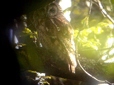 TAWNEY OWL . YARNER WOOD . DEVON . 9 , 5 , 2005