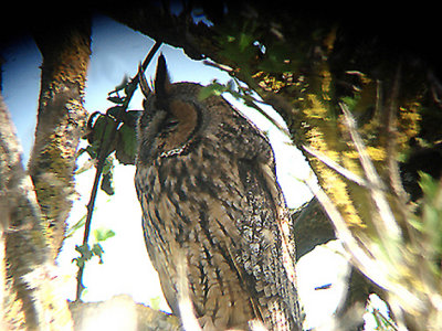 LONG EARED OWL , DAWLISH WARREN . DEVON . 4 . 4 . 2009