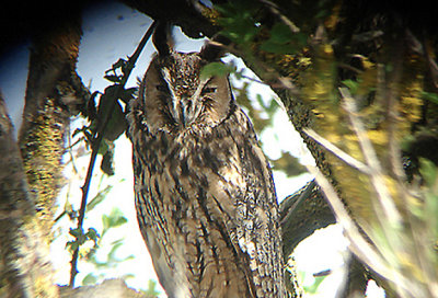 LONG EARED OWL . DAWLISH WARREN . DEVON . 4 . 4 . 2009