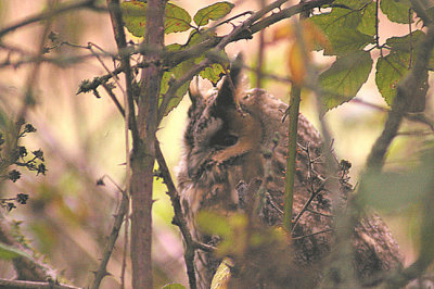 LONG EARED OWL . EXMINSTER MARSH . DEVON . 4 . 1 . 2012