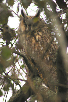 LONG EARED OWL . EXMINSTER MARSH . DEVON . 17 . 3 . 2012