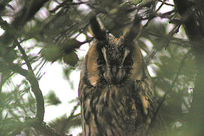 LONG EARED OWL . EXMINSTER MARSH . DEVON . 27 . 12 . 2011