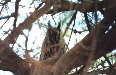 LONG EARED OWL . YOTVATA . ISRAEL . 31 / 3 / 2001