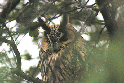 LONG-EARED OWL . EXMINSTER MARSH . DEVON . 27 . 12 . 2011