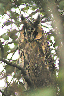Long-Eared Owl . Asio otus