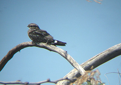 LESSER NIGHTHAWK , THE WISTER UNIT , THE SALTON SEA , CALIFORNIA , USA , 19 , 7 , 2009