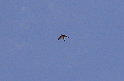 ALPINE SWIFT , LOWER BUCKLAND PONDS , DEVON , 3 . 4 . 2006