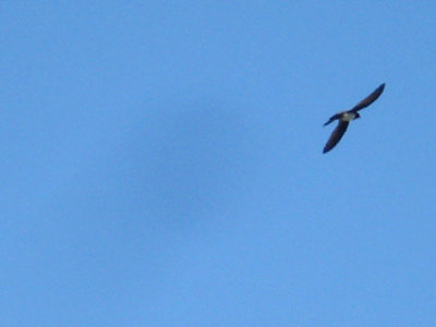  ALPINE SWIFT . FETHIYE MARSHES . TURKEY. 25 . 4 . 2008 