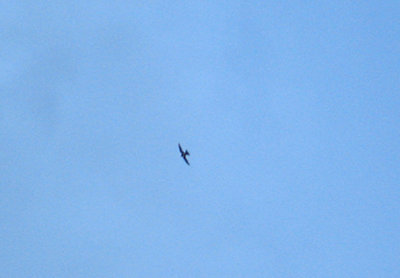 LITTLE SWIFT . BIRECIK .TURKEY. 11 . 5 . 2007