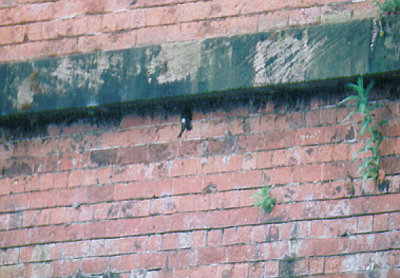 LITTLE SWIFT . NETHERFIELD LAGOONS . NOTTINGHAMSHIRE . 28 