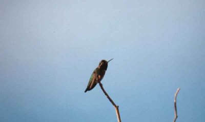 Black Chinned Hummingbird . The Living Desert Nr Palm Springs . California . USA . 28 2 2000