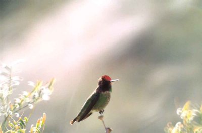  ANNA`S HUMMINGBIRD . INDIAN CANYONS . PALM SPRINGS . CALIFORNIA . USA . 7 . 3 . 2000 