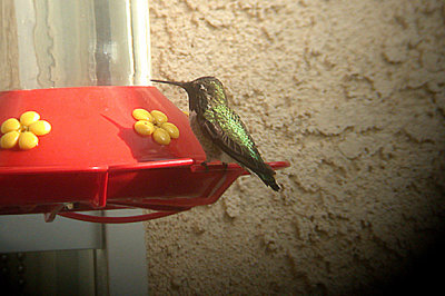  ANNA`S HUMMINGBIRD , LA QUINTA , CALIFORNIA , USA , 11 , 11 , 2004