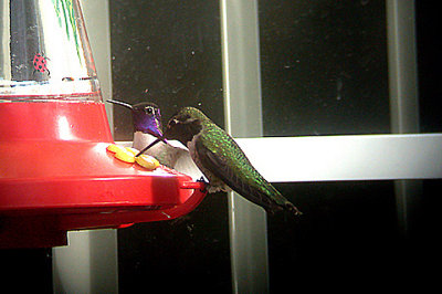 ANNA`S HUMMINGBIRD . LA QUINTA . CALIFORNIA . USA . 11 . 11 . 2004