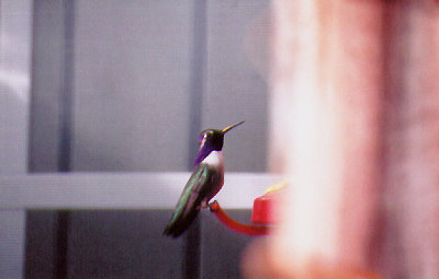  COSTA`S HUMMINGBIRD , LA QUINTA , CALIFORNIA , USA . 11 , 11 , 2004