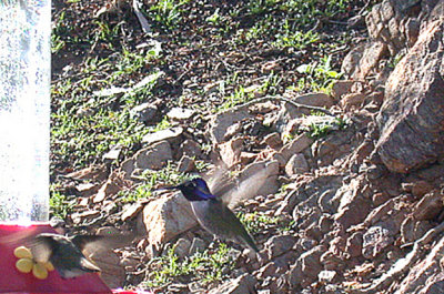 COSTAS HUMMINGBIRD , INDIAN CANYONS , NR PALM SPRINGS , CALIFORNIA , USA . 26 , 11 , 2004