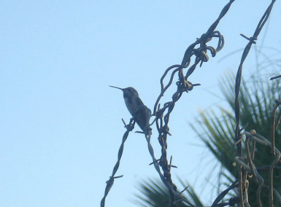 COSTAS HUMMINGBIRD . LA QUINTA . CALIFORNIA . USA . 22 . 7 . 2009