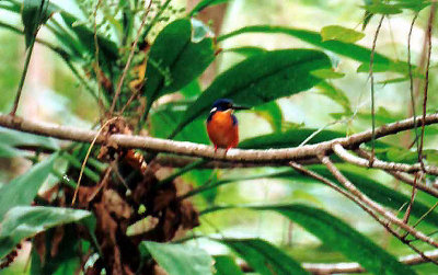 Azure Kingfisher . Alcedo azurea