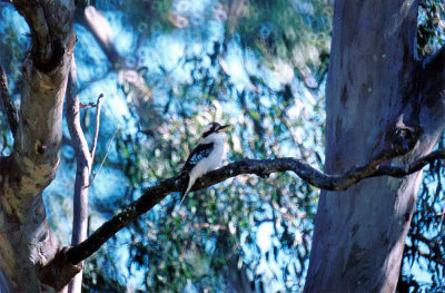 LAUGHING KOOKABURRA . BUNDABERD SWAMP . QUEENSLAND . AUSTRALIA . 3 . 6 . 2000