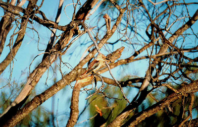 BLUE WINGED KOOKABURRA . AGNES WATER . QUEENSLAND . AUSTRALIA . 1 . 6 . 2000