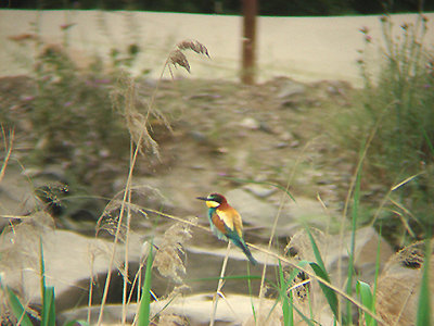 BEE EATER . BIRECIK . TURKEY. 11 . 5 . 2007