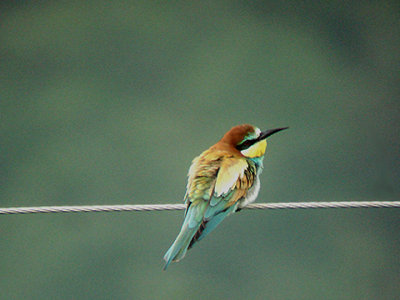 BEE EATER . OVACIK . TURKEY. 24 . 4 . 2008