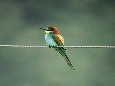 BEE EATER . OVACIK . TURKEY. 24 . 4 . 2008
