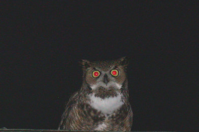  GREAT HORNED OWL . THE COACHELLA WILD BIRD CENTER . INDIO . CALIFORNIA . USA . 21 . 11 . 2004