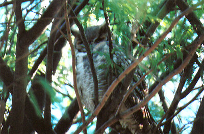  GREAT HORNED OWL , MAYFLOWER PARK , BLYTH , CALIFORNIA , USA . 28 , 11 , 2004