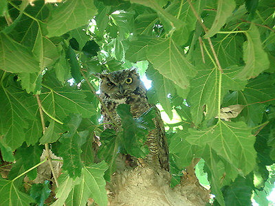 GREAT HORNED OWL . THE COACHELLA BIRD RESERVE . CALIFORNIA . USA . 21 . 7 . 2009