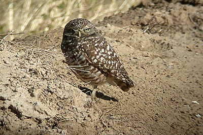 BURROWING OWL . THE SALTON SEA . CALIFORNIA . USA . 22 . 11 . 2004
