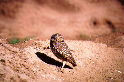 BURROWING OWL , THE SALTON SEA , CALIFORNIA , USA . 22 , 11 , 2004
