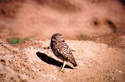  BURROWING OWL , THE SALTON SEA , CALIFORNIA , USA . 22 , 11 , 2004