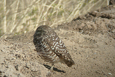 BURROWING OWL , THE SALTON SEA , CALIFORNIA , USA , 22 , 11 , 2004
