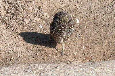  BURROWING OWL , THE SALTON SEA , CALIFORNIA , USA . 27 , 11 , 2004