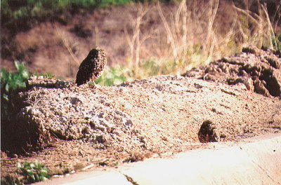 BURROWING OWL . THE SALTON SEA . CALIFORNIA . USA . 27 . 11 . 2004