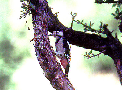 Syrian Woodpecker . Dendrocopos syriacus